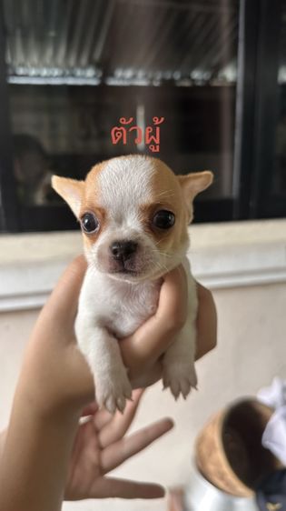 ชิวาวาแท้100%ตัวจิ๋วขนสั้น🐶❤️