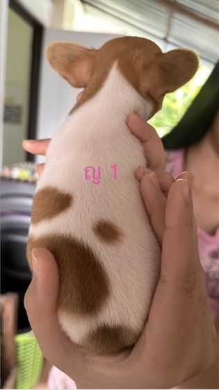 ชิวาวาแท้100%ตัวจิ๋วขนสั้น🐶❤️ รูปที่ 4