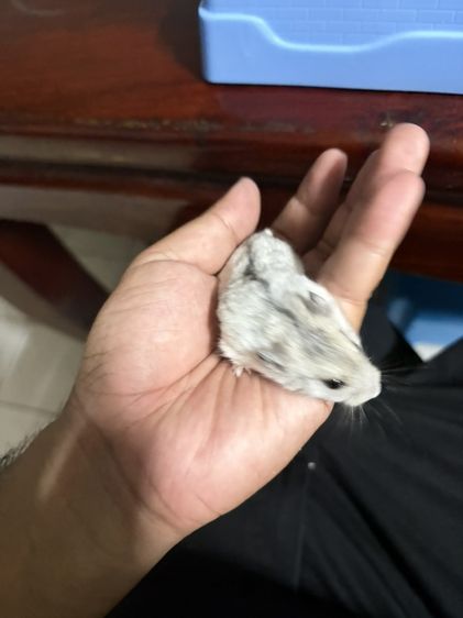 หนู