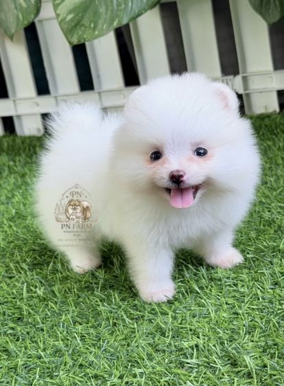 ปอมแท้ราคาถูก รูปที่ 6
