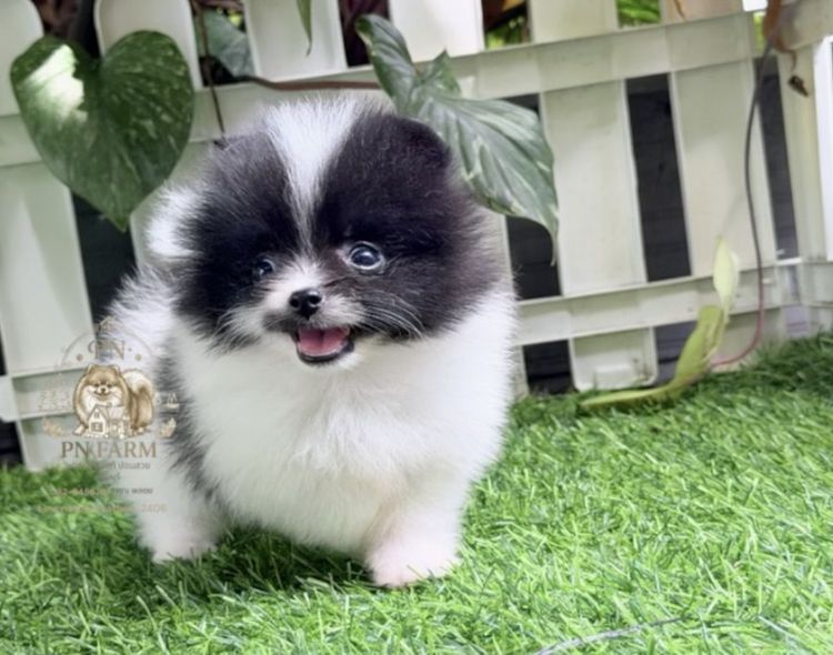 ปอมแท้ราคาถูก รูปที่ 4