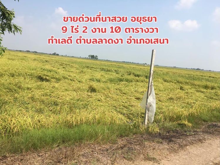 ขายด่วน ที่นาแปลงสวย 9 ไร่ 2 งาน 10 ตร.ว. ตำบลลาดงา อำเภอเสนา จ.พระนครศรีอยุธยา (เจ้าของขายเอง)  รูปที่ 2