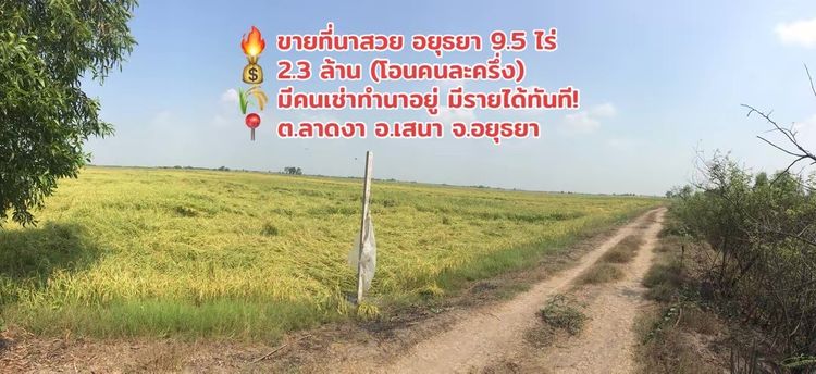 ขายด่วน ที่นาแปลงสวย 9 ไร่ 2 งาน 10 ตร.ว. ตำบลลาดงา อำเภอเสนา จ.พระนครศรีอยุธยา (เจ้าของขายเอง) 