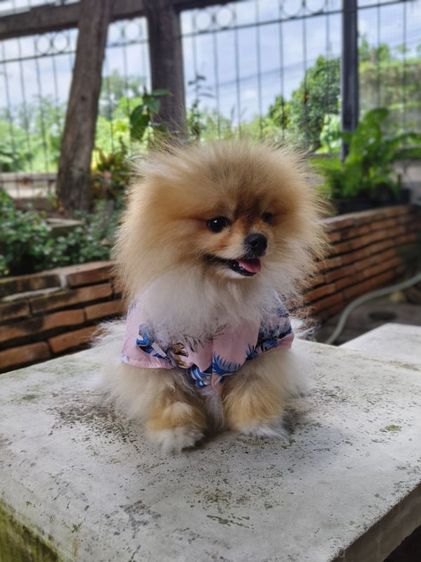 ปอมเมอเรเนียน (Pomeranian) เล็ก ขายปอม