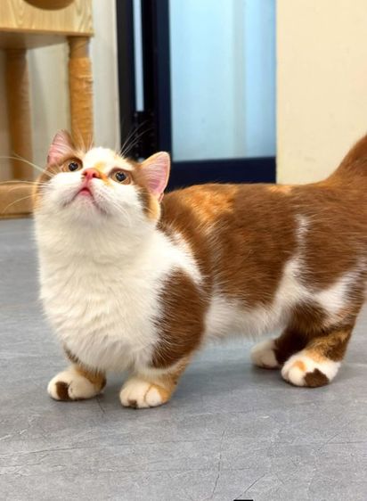 บริติช ชอร์ตแฮร์ (British Shorthair) บริติช+มันช์กิ้น