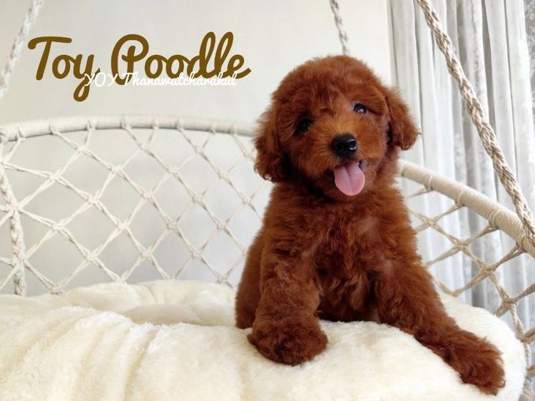 Toy Poodle male รูปที่ 5