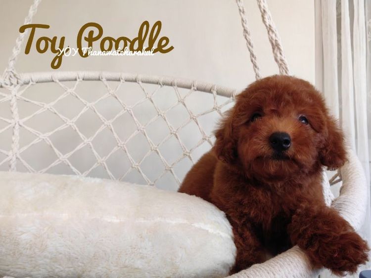 Toy Poodle male รูปที่ 4
