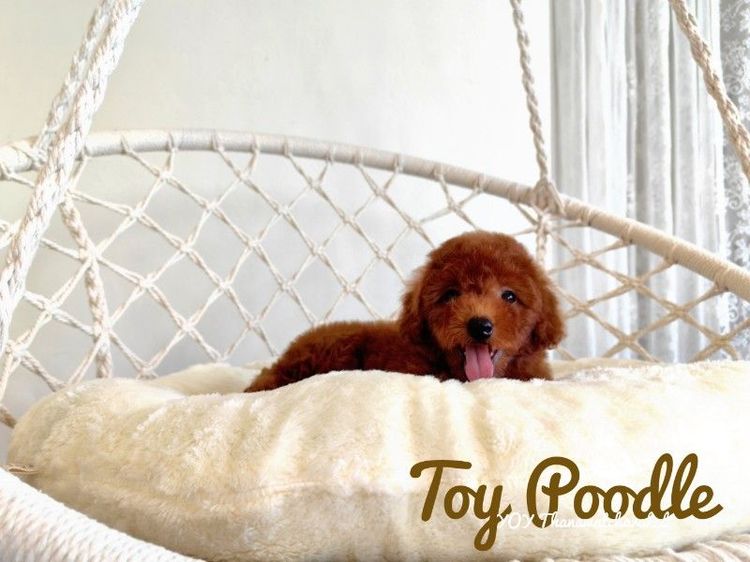 Toy Poodle male รูปที่ 2
