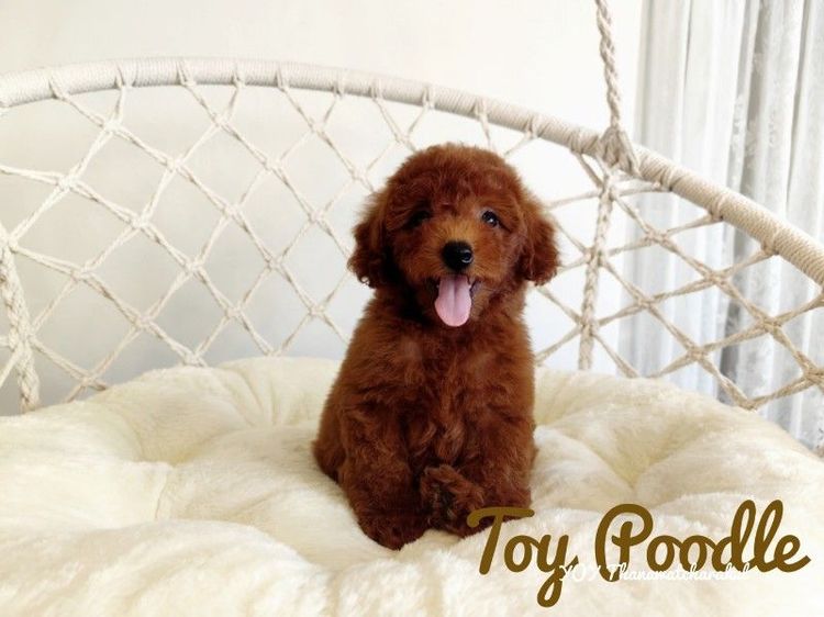 พุดเดิ้ล (Poodle) เล็ก Toy Poodle male