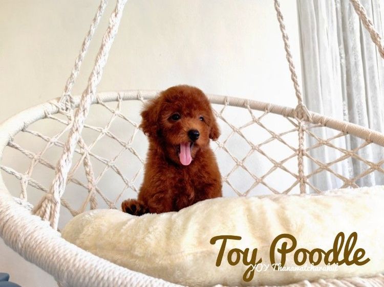 Toy Poodle male รูปที่ 3