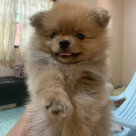 ปอมเมอเรเนียน (Pomeranian) เล็ก ปอมแท้เพศผู้ไซส์มินิอายุ50วัน