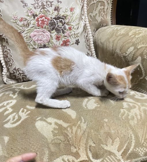 ให้แมวฟรีน้องหลงเข้ามา รูปที่ 3