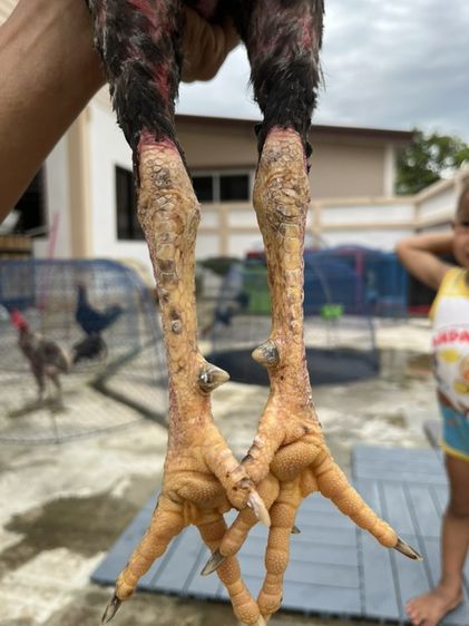 ไก่ชนพม่า