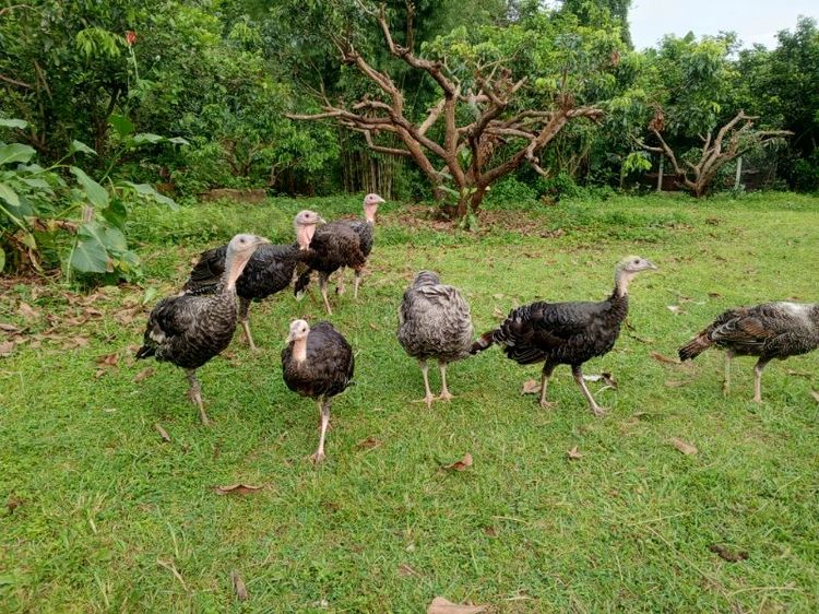 ไก่งวง