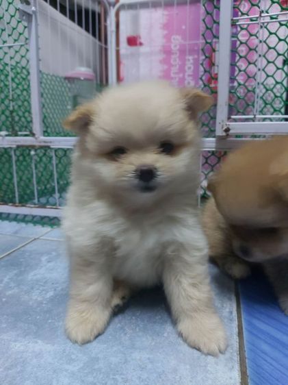 ลูกสุนัข