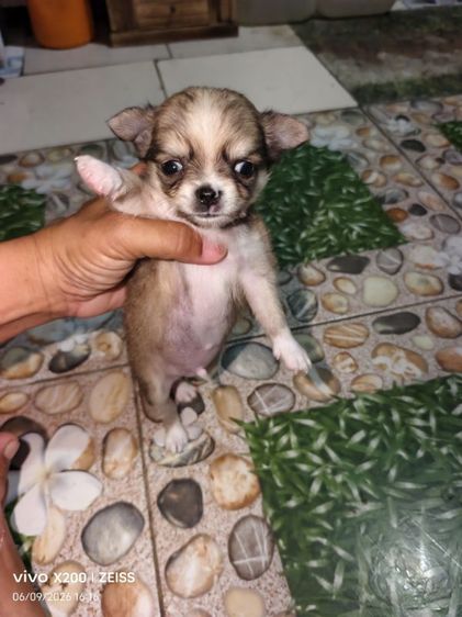 ชิวาวา (Chihuahua) เล็ก ชิวาว่าแท้