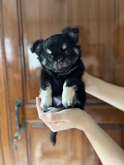 ชิวาวา (Chihuahua) เล็ก ขายน้องชิวาวาเดือนกว่าเกรดสวยพ่อแม่หนัก2โลหน่อยๆ สีไลแลคกับสีแบล็คแทน