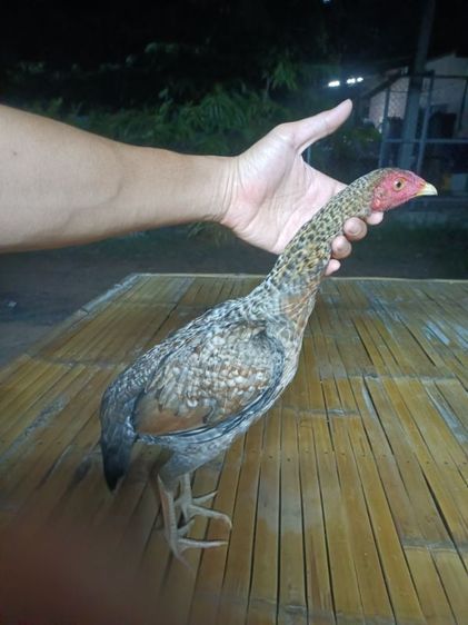 ไก่ก๋อยลายทองสโล่หลัง
