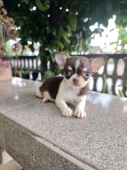 ชิวาวา (Chihuahua) เล็ก ชิวาวาเพศเมียจังหวัดอุดรธานี