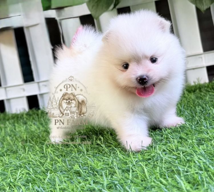 ปอมแท้ราคาถูก