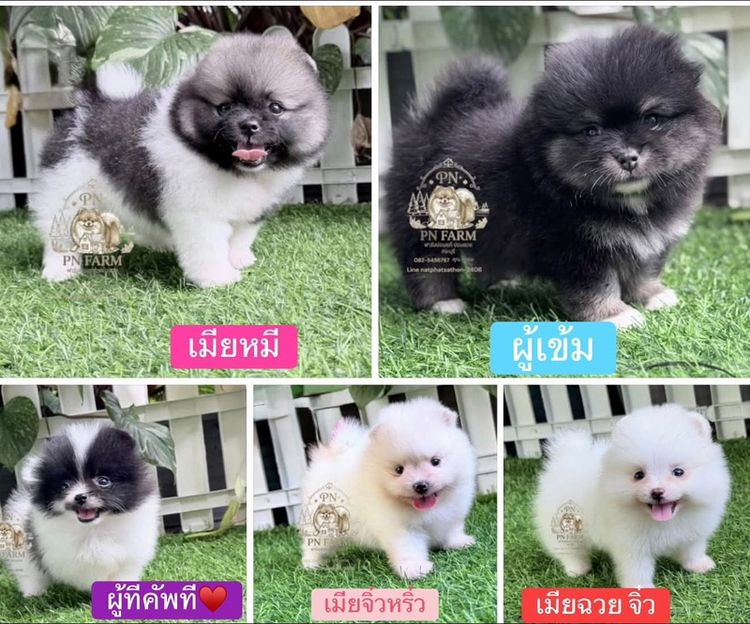 ปอมแท้ราคาถูก รูปที่ 4