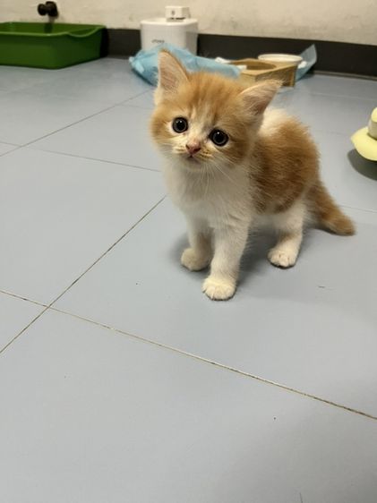 ลูกแมวสก๊อตติช