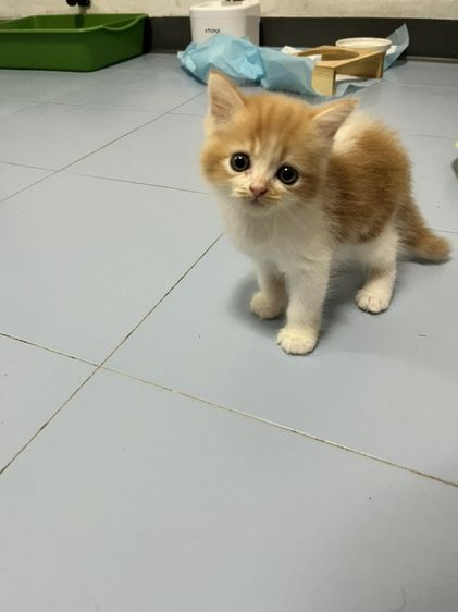 ลูกแมวสก๊อตติช รูปที่ 2