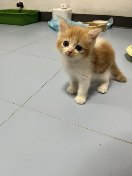 ลูกแมวสก๊อตติช รูปที่ 3