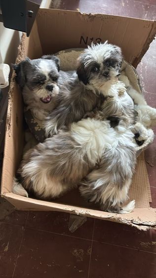 ชิสุ (Shih Tzu) เล็ก พบกับลูกสุนัขชิห์ซูแสนน่ารักของเราที่กำลังมองหาบ้านใหม่