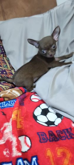 ชิวาวา (Chihuahua) เล็ก ชิวาวา