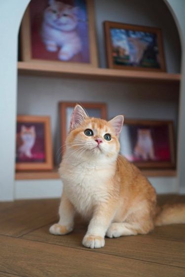 เด็กชายหมี 4เดือนครึ่ง รูปที่ 4