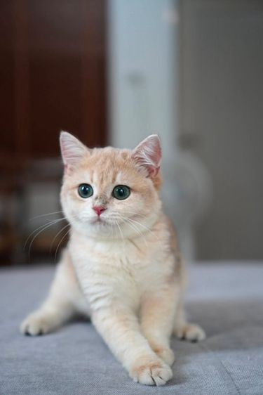 บริติช ชอร์ตแฮร์ (British Shorthair) เด็กชายละมุนบอย สี่เดือนครี่ง