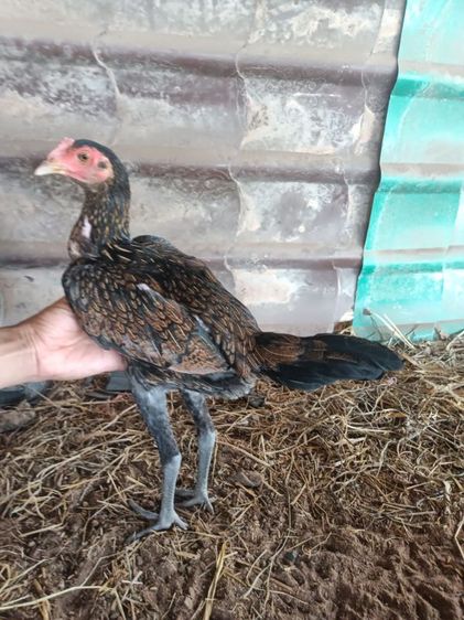 ไก่พม่าสาวสายเลือดดี
