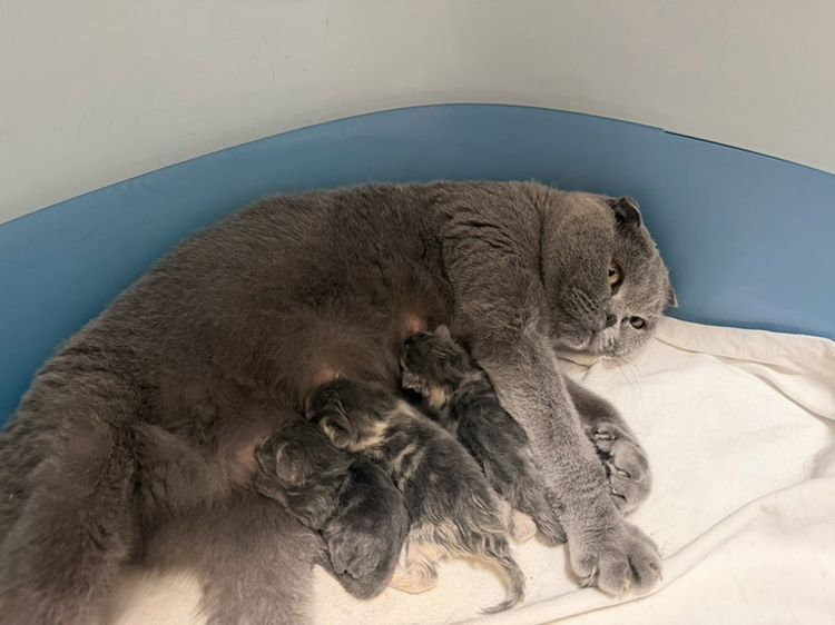 สก็อตติช โฟลด์ (Scottish Fold) แมวหูพับ