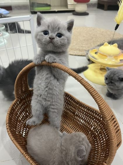 หาบ้านให้น้องแมว มั้นกิิน รูปที่ 3
