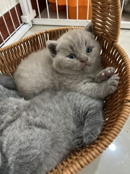 หาบ้านให้น้องแมว มั้นกิิน รูปที่ 2