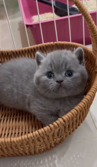 หาบ้านให้น้องแมว มั้นกิิน