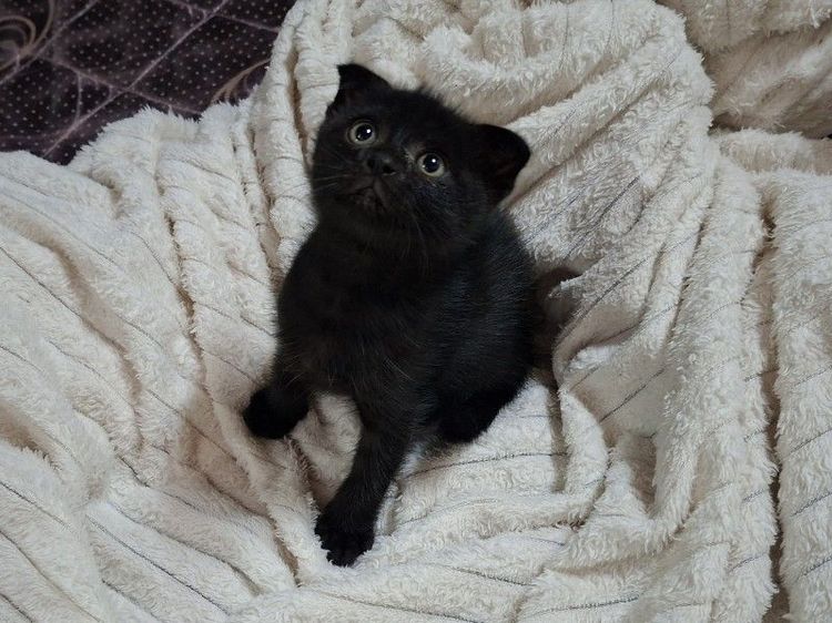 สก็อตติช โฟลด์ (Scottish Fold) สก๊อตติช