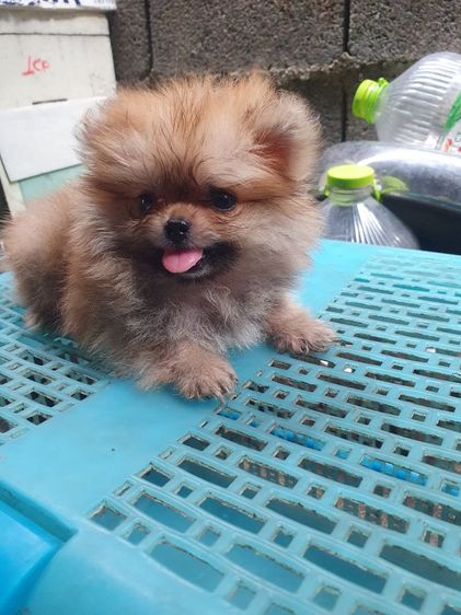 ปอมจิ๋ว