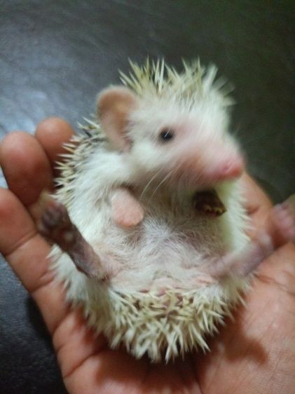 เม่นแคระ