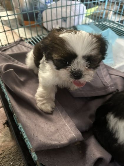 ชิสุ (Shih Tzu) เล็ก ชิสุ สามสาว