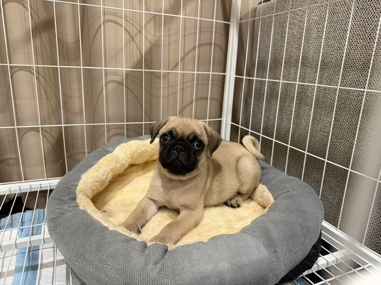 ปั๊ก (Pug) เล็ก ขายน้องปั๊กแท้  อายุ 2 เดือน  เด็กชาย