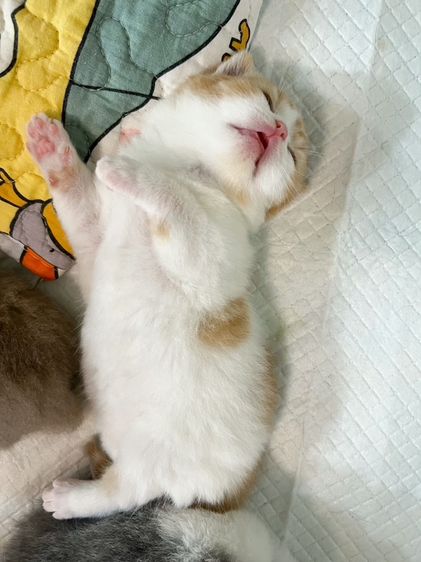 บริติช ชอร์ตแฮร์ (British Shorthair) รอบนี้เด็กๆ มากันเป็นแก๊ง โครงสร้างใหญ่ หน้าอ้วนถอดพิมพ์พ่อแม่มาเลยครับ มีให้เลือกหลายสี หลายสไตล์ตามใจชอบเลยครับ