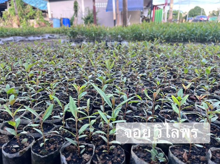 กล้ายูคา
