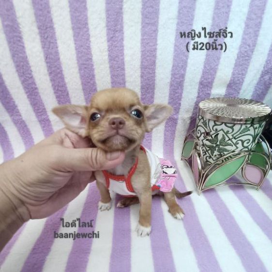 ชิวาวา (Chihuahua) เล็ก ชิวาว่า(มี20นิ้ว)หญิงไซส์จิ๋ว