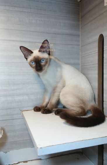 วิเชียรมาศ (Siamese Cat) แมววิเชียรมาศ เพศเมีย ขี้อ้อนมากๆไม่หวงตัวคะวัคซีนแล้ว1เข็มก่อนย้ายตรวจหัดแมวฟรีรับประกันเอดส์แมวกับรูคีเมียคะ