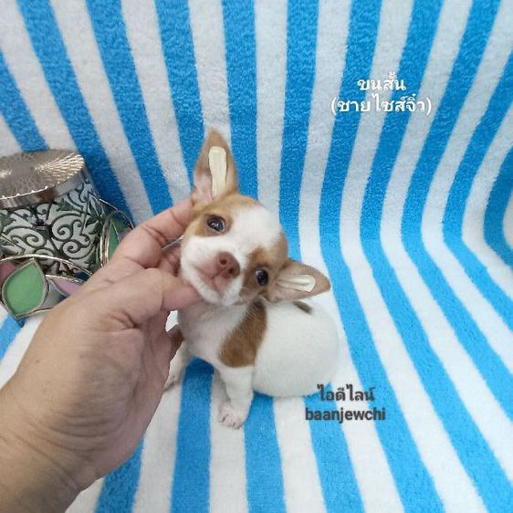 ชิวาว่าไซส์จิ๋ว(ชาย)