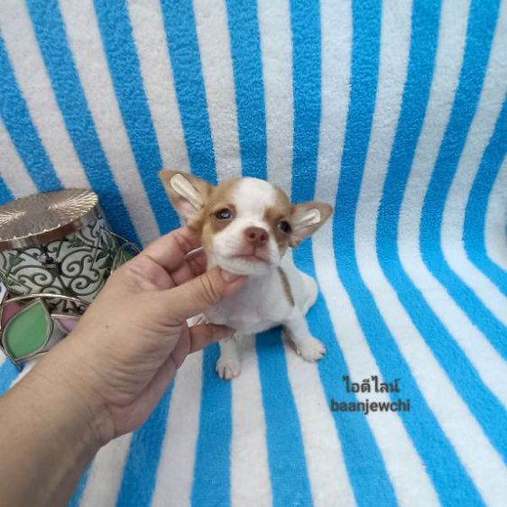 ชิวาว่าจิ๋วช.(❤️ติดจองแล้วจ้า🙏👩‍❤️‍👨)... รูปที่ 4