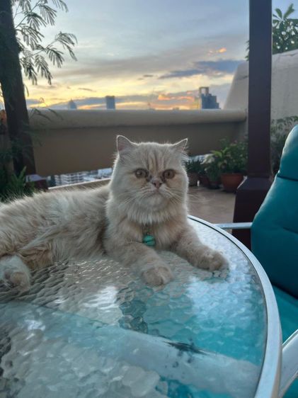 เปอร์เซีย (Persian) 🐱 หาบ้านใหม่ให้น้องแมว 2 ตัว 🏡