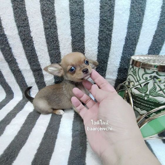 ชิวาว่าขนสั้น(ไซส์จิ๋ว)ชาย รูปที่ 2